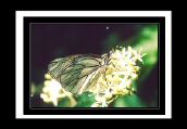 papillon_ (6).jpg